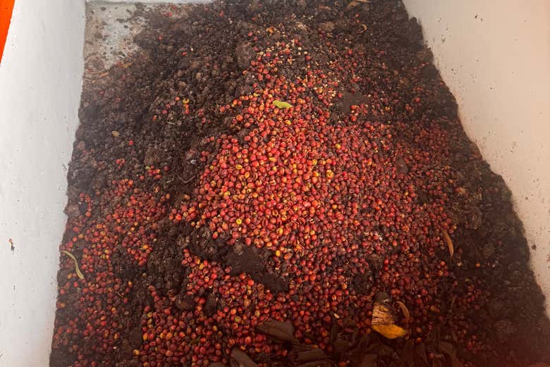 Primeros pasos de la transformación del café