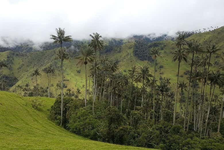 Vista panorámica del valle de Cocora
