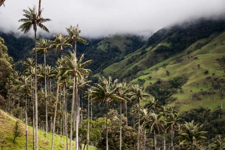 See typical volcanic vegetation