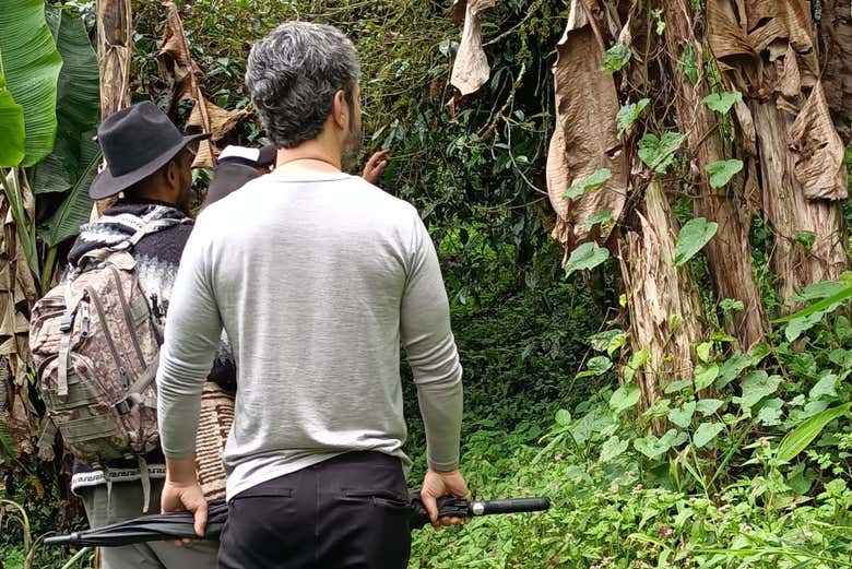 Vendo a árvore nacional da Colômbia