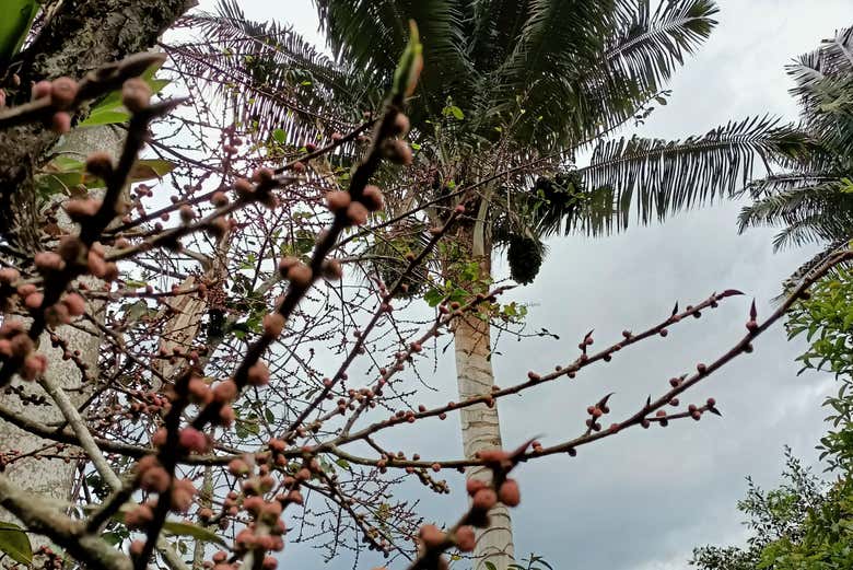 The wax palm tree, Colombia's national tree