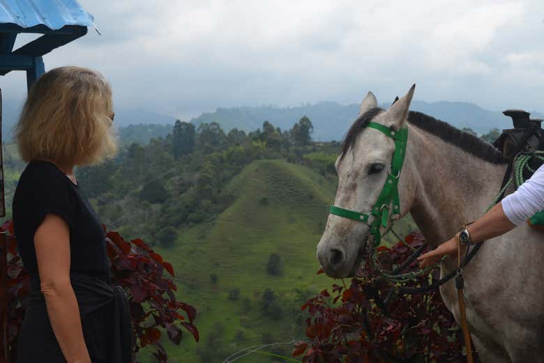 Conociendo a los caballos