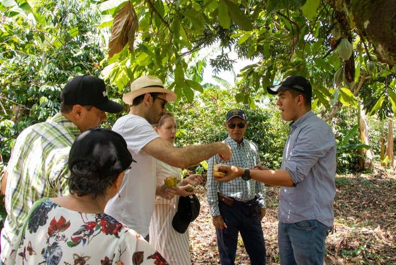 Listening to the guide talk about cacao