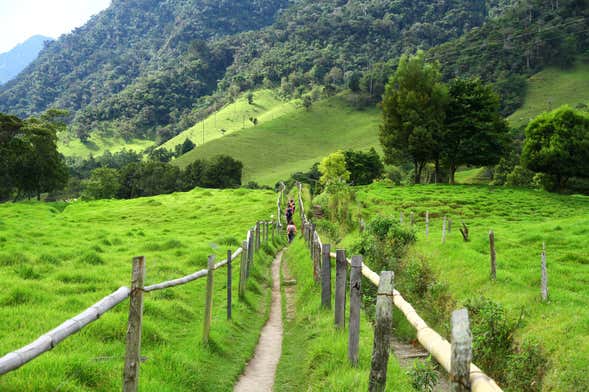 Trilha pelo vale do Cocora