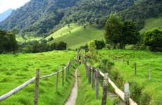 Senderismo por el valle de Cocora