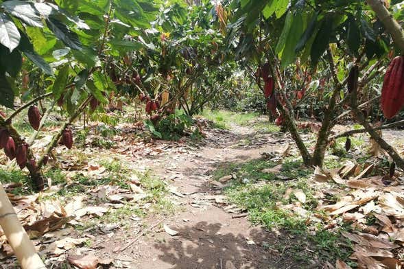 Tour del cacao por la finca El Argel