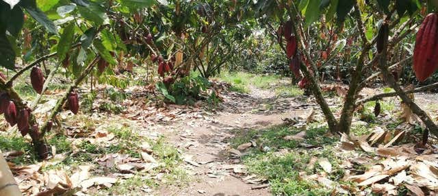 Visite autour du cacao dans la ferme El Argel