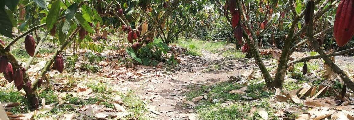 Food and wine experiences in Salento