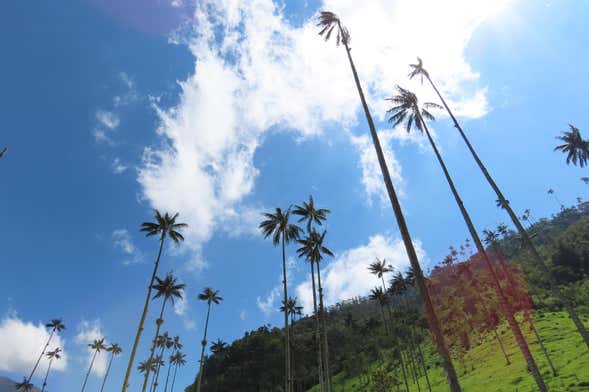 Tour por Salento y valle de Cocora