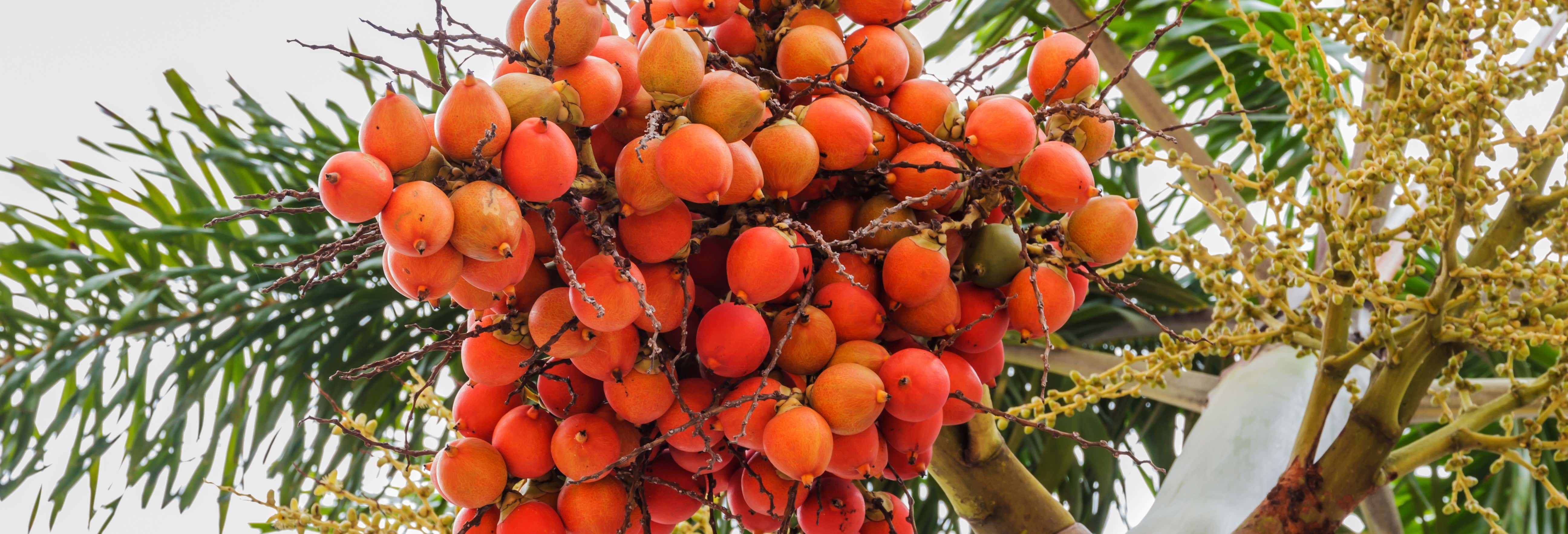 Visite guidate e free tour a Salento