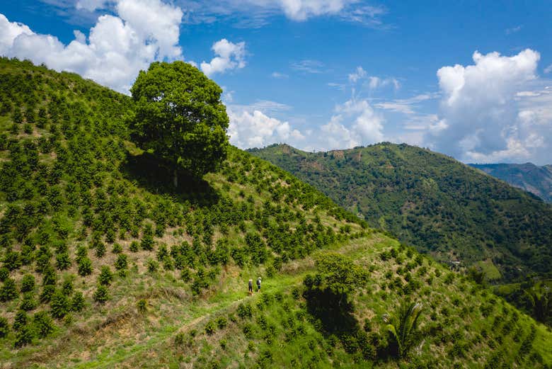 Conociendo las plantaciones de café de Salgar