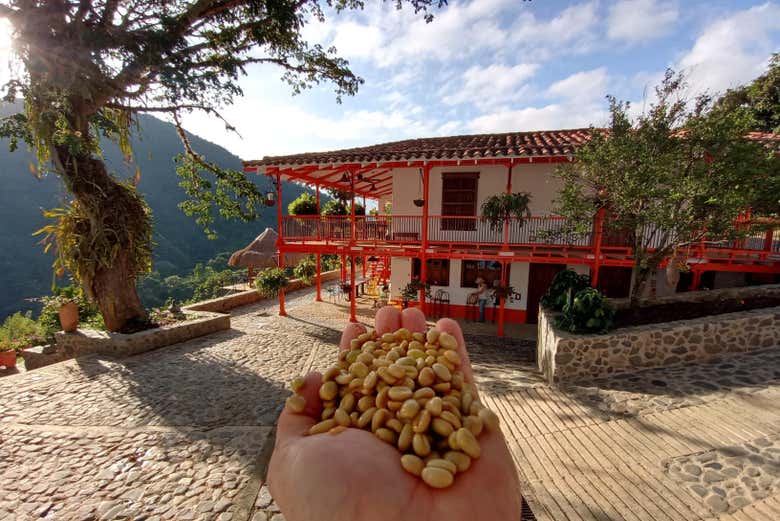 Granos de café en la finca La Manchuria.