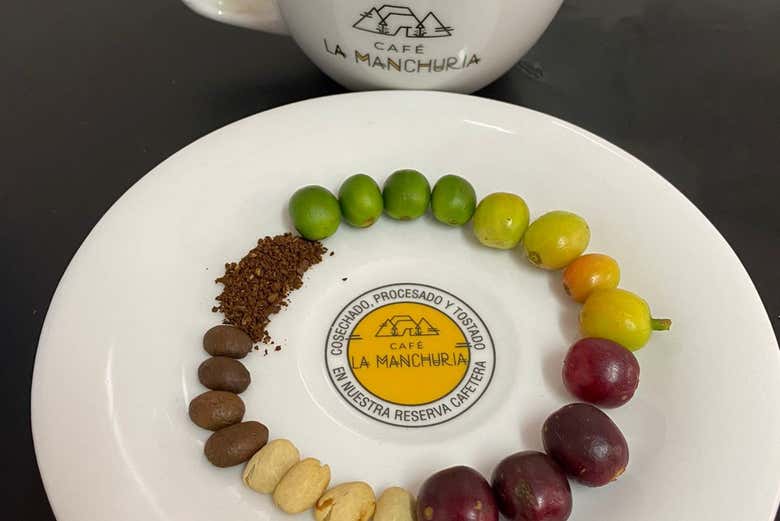 Diferentes granos de café