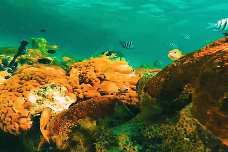 Sea life of San Andrés