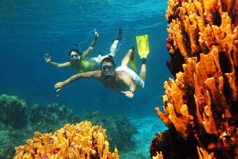 Você poderá explorar a vida marinha de perto