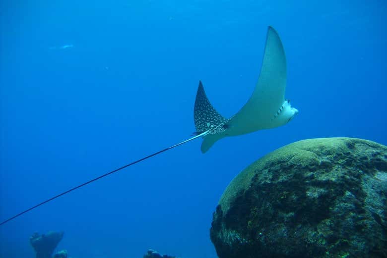 Entraremos no Mar Caribe para descobri-lo por dentro