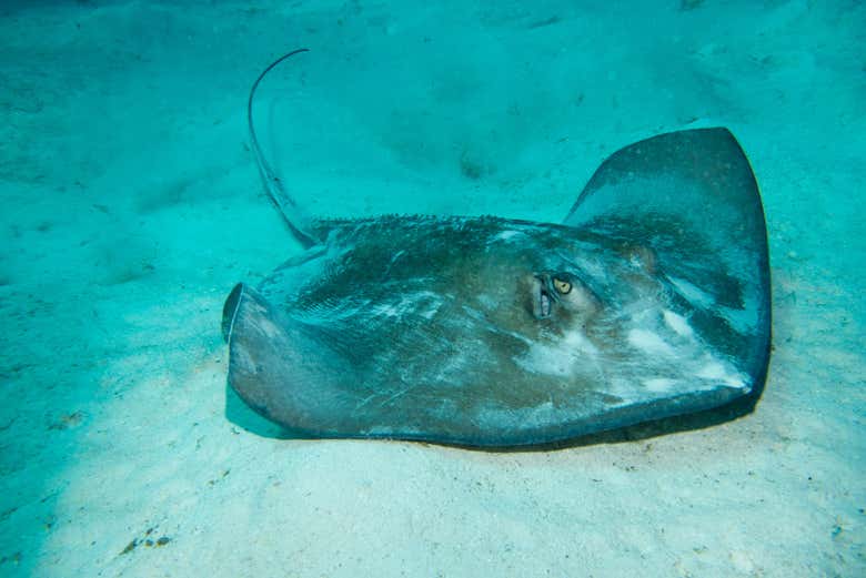 A Baía de San Andrés abriga uma rica biodiversidade