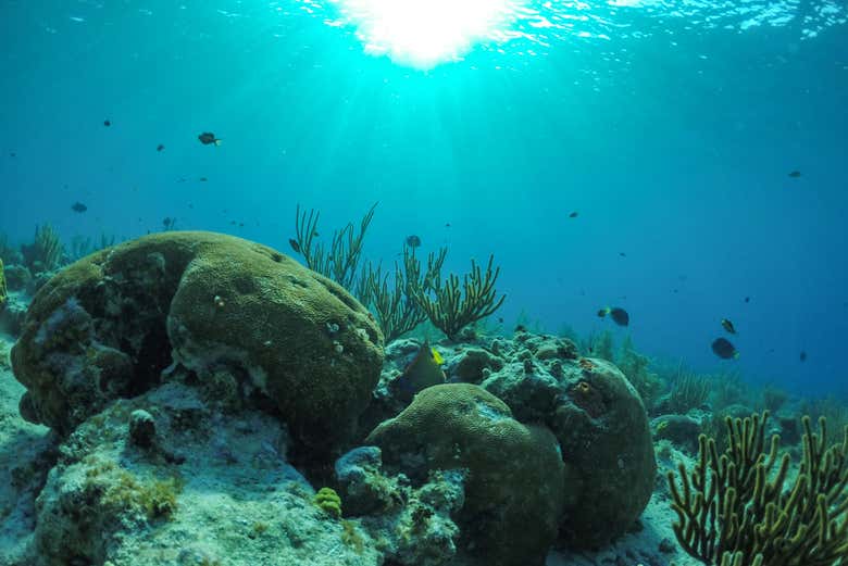 Observez les récifs coralliens sous un angle différent
