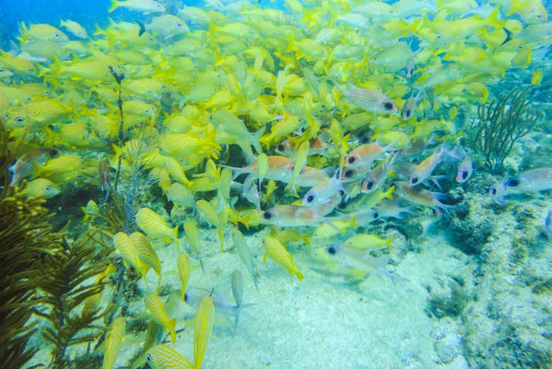 Banco de peces amarillos