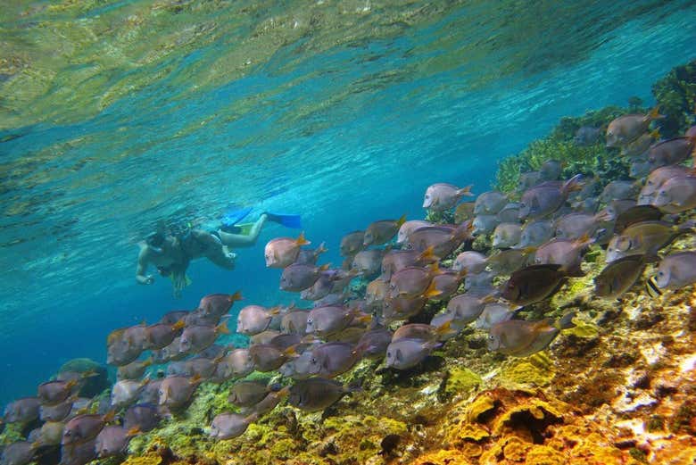 A shoal of fish in San Andrés