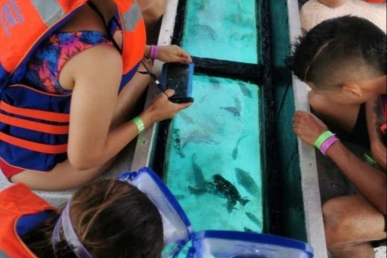 Glass-bottom boat