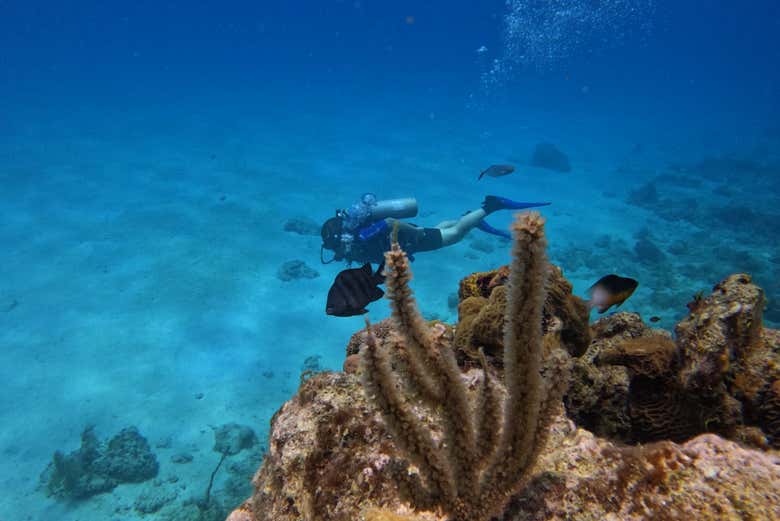 Buceo en la isla de San Andrés