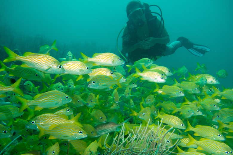 Plonger dans les récifs de San Andrés
