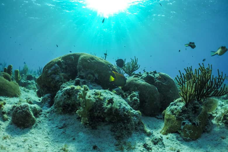 El fondo marino de San Andrés