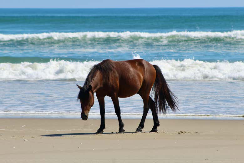 Get to know these friendly animals