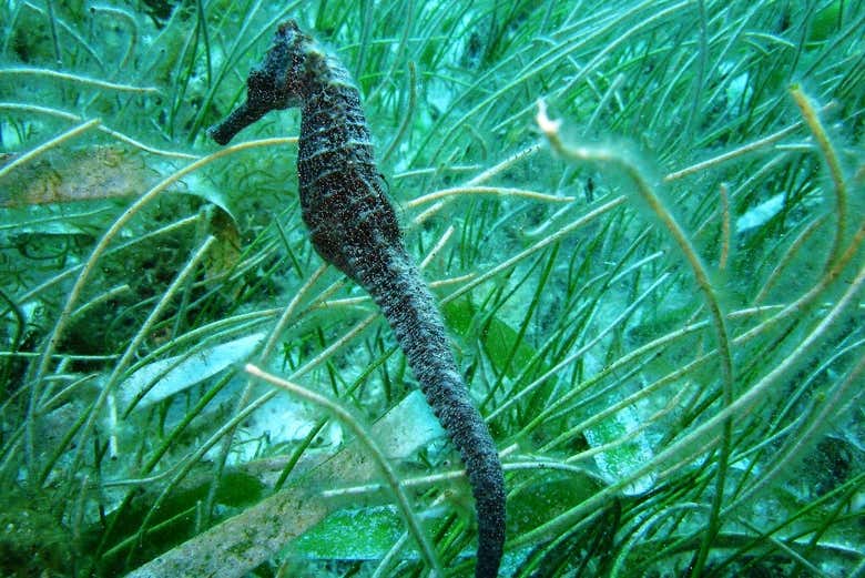 Veremos animais incríveis!