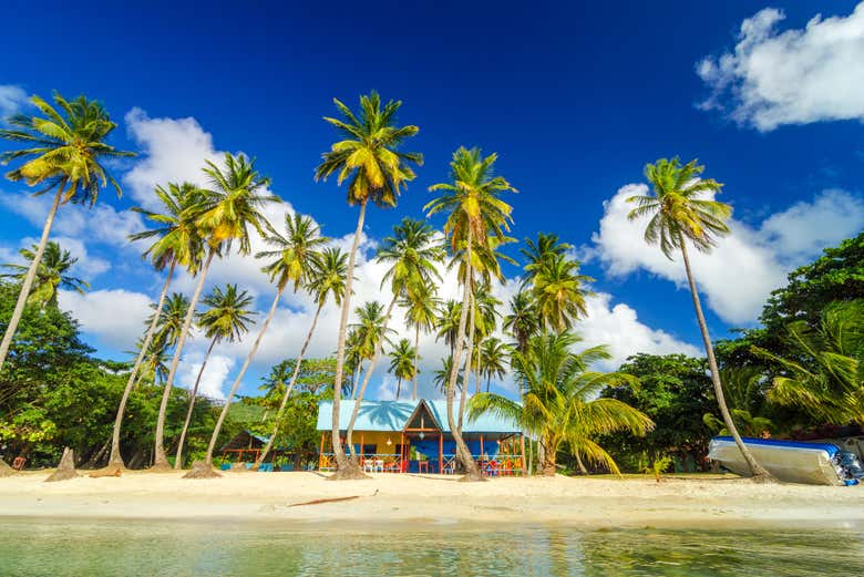 A chalet with palm trees in San Andrés