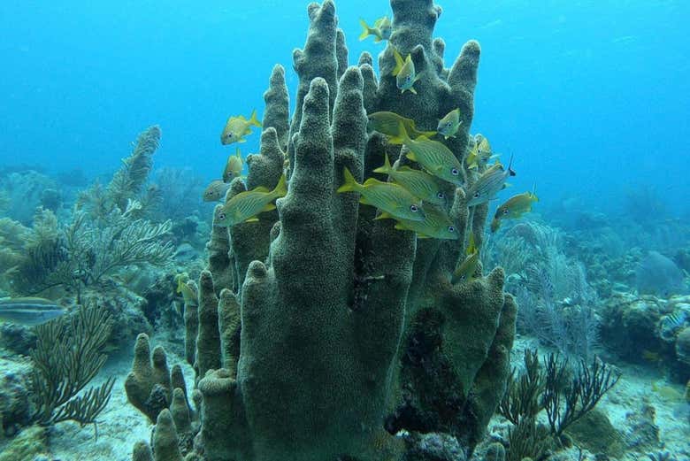 Les coraux des fonds marins 