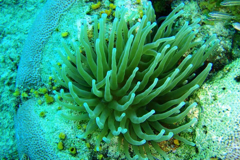 Veremos vários corais diferentes