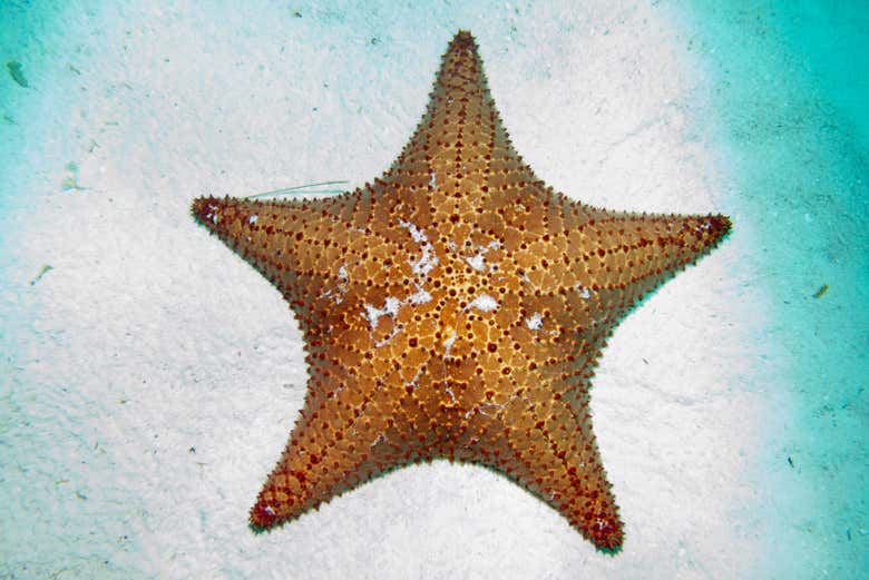 Estrela-do-mar em San Andrés