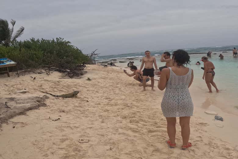 Observando a las iguanas