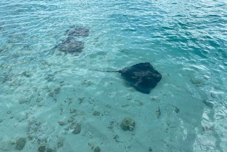 Explore the marine life of San Andrés