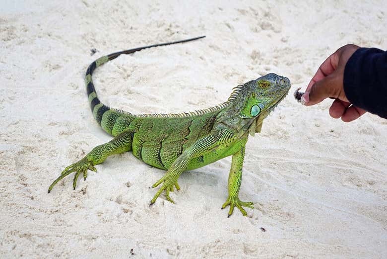 Spot an iguana