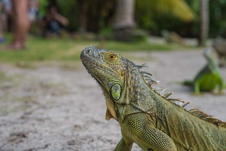 Podremos ver alguna iguana