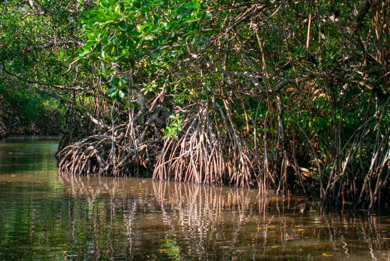 Conheceremos vários tipos de manguezais