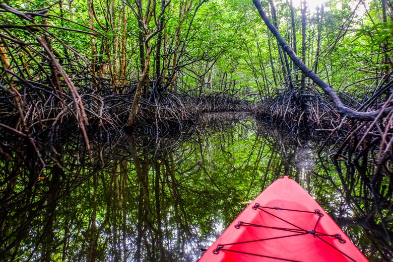 Recorrido en kayak por los manglares de San Andrés 
