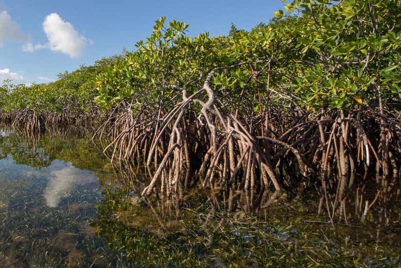 Percorrendo a área de mangue