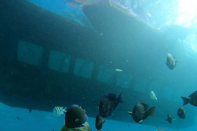 Parte inferior do barco semisubmarino