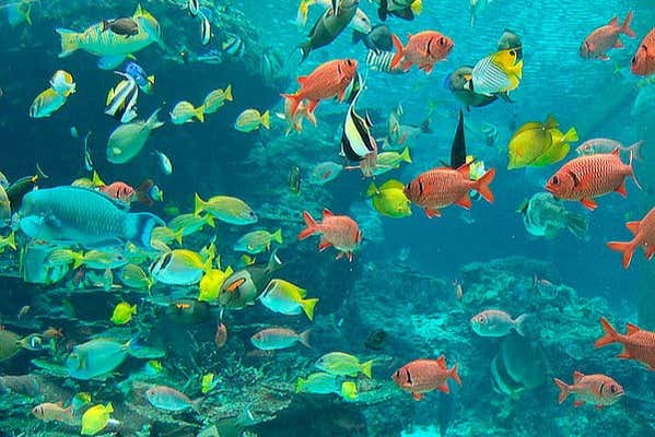 Fish in San Andres Bay
