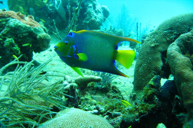 Peixes exóticos nos aguardam!