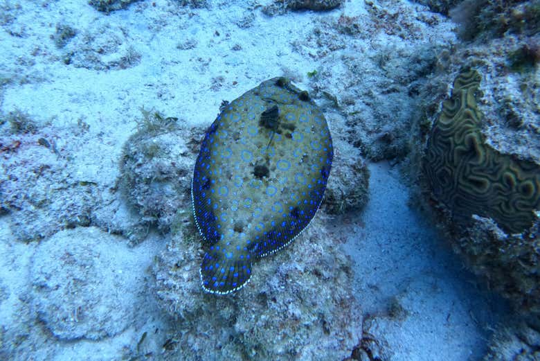 Vida submarina en el Caribe colombiano