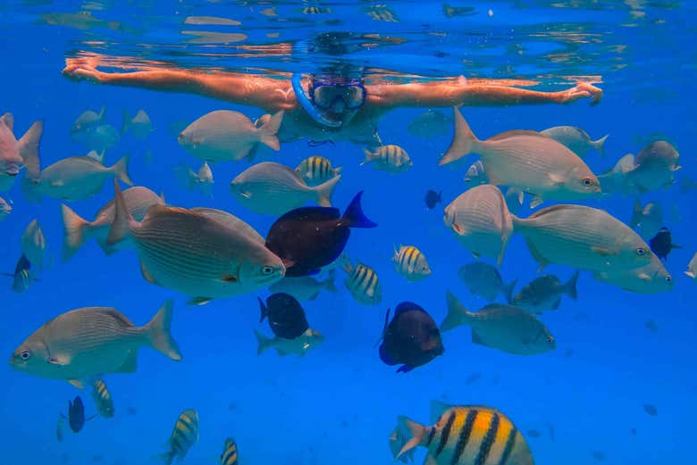 Snorkeling in the Caribbean