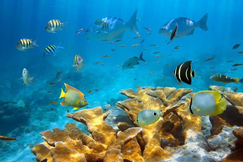 Des poissons de la barrière de corail de San Andrés