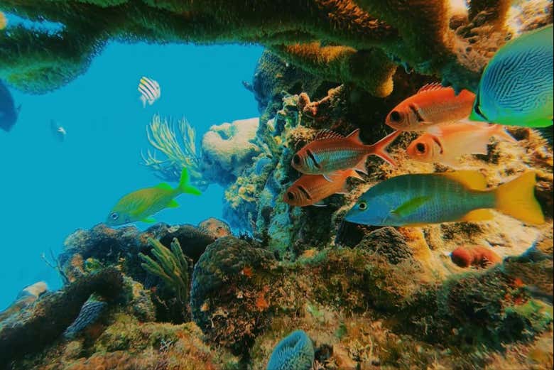 Exótica vida marina