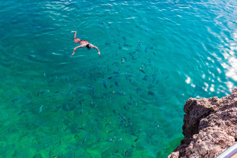 Osservando la fauna marina