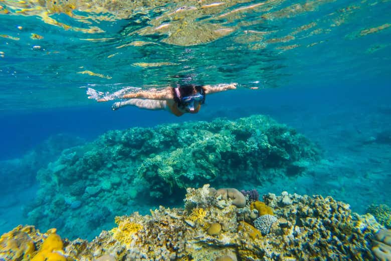 Observando a vida marinha durante o snorkel